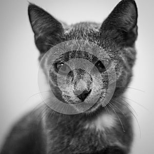 Young playful cat breed Russian blue portrait in black and white.
