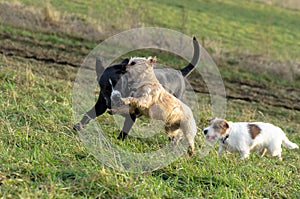 A young, playful dog Jack Russell terrier runs meadow in autumn with another big dog.