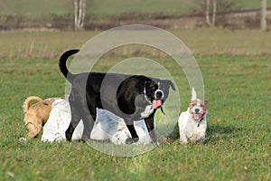 A young, playful dog Jack Russell terrier runs meadow in autumn with another big dog.