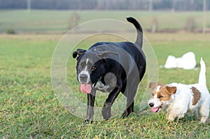 A young, playful dog Jack Russell terrier runs meadow in autumn with another big dog.