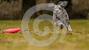 A young and playful goldendoodle running fast in the in the park while playing frisbee with his owner