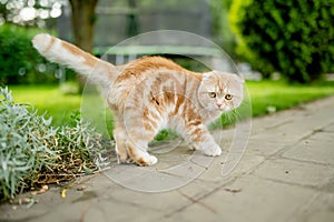 Young playful red Scottish Fold cat relaxing in the backyard. Gorgeous striped peach cat with yellow eyes having fun outdoors in a