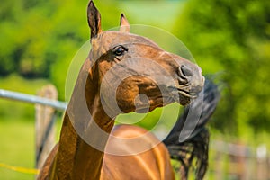 Young playful reddish horse on a spring day