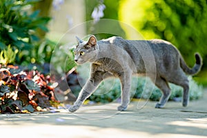 Young playful Russian Blue cat relaxing in the backyard. Gorgeous blue-gray cat with green eyes having fun outdoors in a garden or