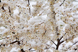 Young plum flowers in early spring season