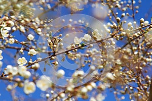 Young plum flowers in early spring season. Natural background