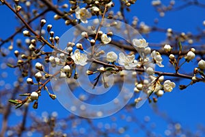 Young plum flowers in early spring season. Natural background