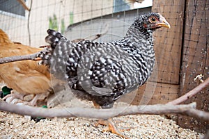 Young Plymouth Barred Rock Pullet