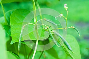 Young pods of phaseolus on a branch in the garden