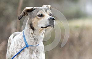 Young pointer mix breed puppy dog outside on leash sniffing the air