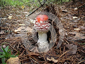 Young poisonous mushroom fly agaric