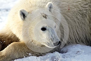 Young Polar Bear