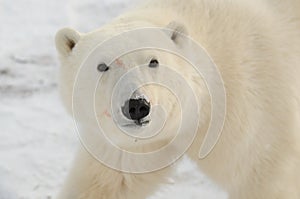 A Young Polar bear