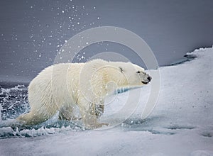 Young polar bear comes out of water