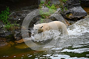 An young  polar bear  has fun swimming in the cold water