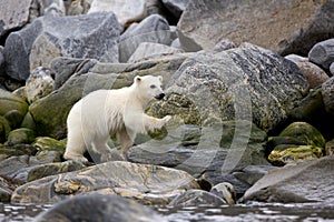 Young polar bear on the rocks along the shore in Svalbard, Norway