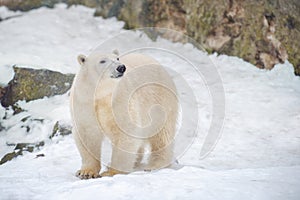 Young polar bear standing on a snowy rock.