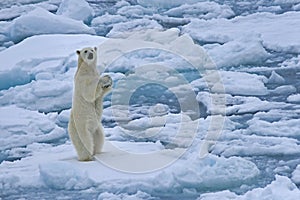 Young Polar Bear stands up to better see the photographer, North polar sea ice pack