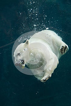 young polar bear swimming behind a window at the zoologic park