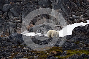 Young polar bear traversing a rocky landscape with snow in Svalbard, Norway