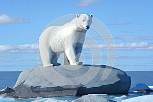 A young polar bear (Ursus maritimus) sitting on a rock in the ocean, generative ai