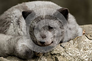 A young polar fox rests on a rock