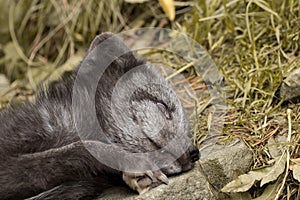 A young polar fox rests on a rock