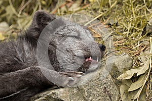 A young polar fox rests on a rock