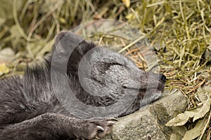 A young polar fox rests on a rock