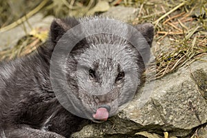 A young polar fox rests on a rock