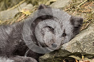 A young polar fox rests on a rock