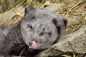 A young polar fox rests on a rock