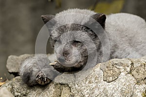 A young polar fox rests on a rock