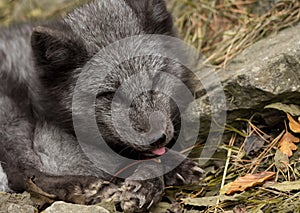 A young polar fox rests on a rock