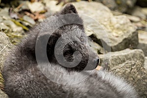 A young polar fox rests on a rock