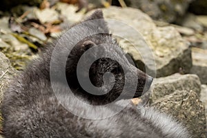 A young polar fox rests on a rock