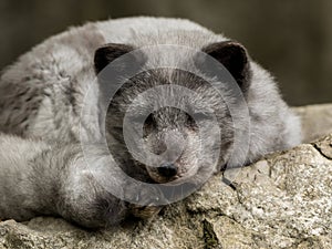 A young polar fox rests on a rock