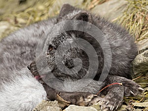 A young polar fox rests on a rock