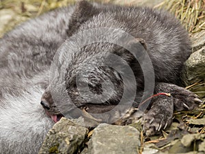 A young polar fox rests on a rock