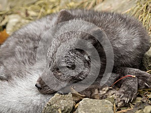 A young polar fox rests on a rock