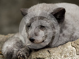 A young polar fox rests on a rock