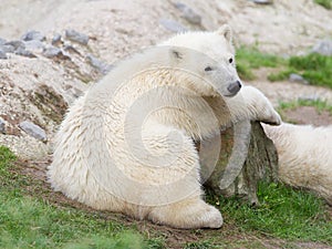 Young polarbear resting