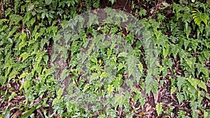 Young polyphodiaceae have a yellowish color and old ones have a green color