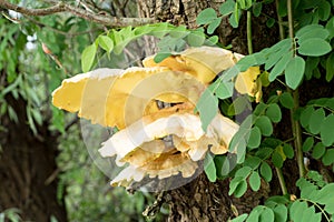 Young Polyporaceae fungus photo