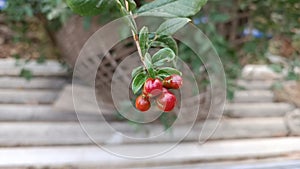 Young Pomegranate bubs close up on tree with some leaves.