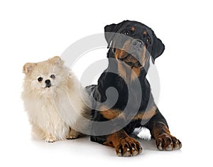 Young pomeranian and rottweiler