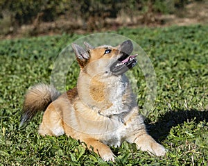 Young pomsky training in the nature