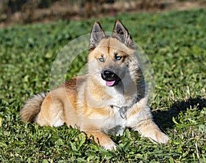 Young pomsky training in the nature