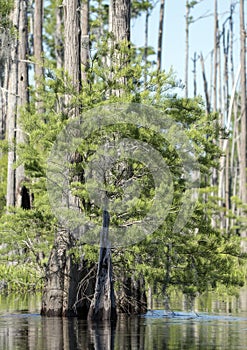 Young Pond Cypress Tree in the Okefenokee National Wildlife Refuge, Georgia