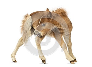 Young poney, foal scratching against white background photo
